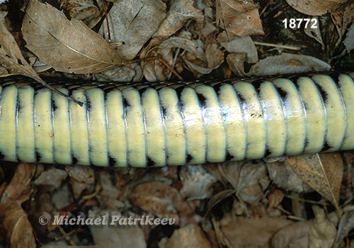 Diamondback Watersnake (Nerodia rhombifer)